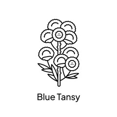 Blue Tansy Flower Natural Plant Ingregdient Illustration Design