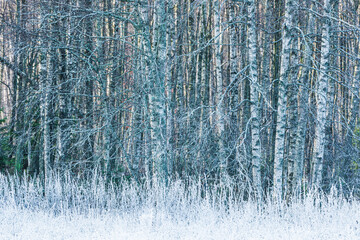 Winter Wonderland of Glistening Frost
