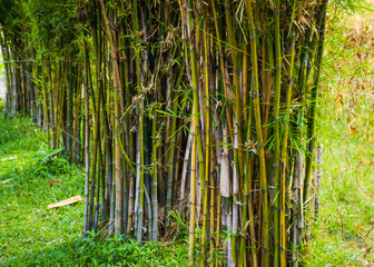 Bamboo in garden  Park  Bangkok, Thailand
