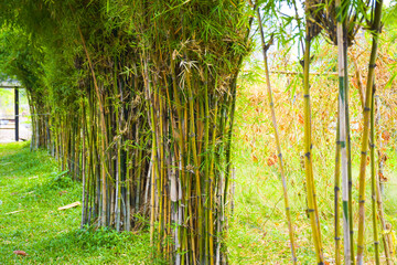 Bamboo in garden  Park  Bangkok, Thailand