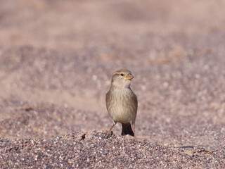 Close-up photo of the cute Rock Sparrow bird (Petronia petronia) walking on the desert sand in the Lut desert, Kerman Province, Iran