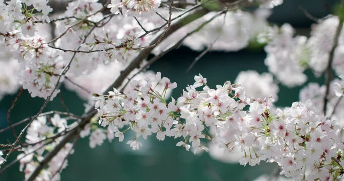 川にすだれるように咲き水面に反射してキラキラと輝く満開の桜の花　花見・春・入学・入社・卒業のイメージ