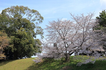 瀬田川沿いに咲く桜