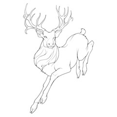 A red deer stag running. Side full height view, magnificent antlers. Black Line drawing isolated on white background. EPS10 Vector illustration