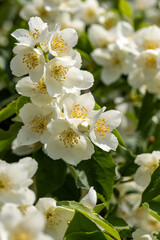 Beautiful white jasmine blossom flowers in spring time. Background with flowering jasmin bush.