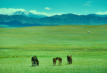 Mare with a cute foal on the pasture, Mongolian landscape