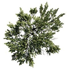 conifer tree from above, beautiful lush plant, isolated on transparent background 