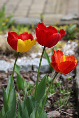 Obraz premium Yellow and red tulips flowers blooming in a garden