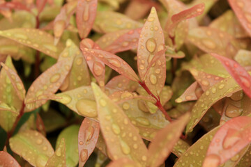 Tropical leaves with the raindrop background texture. Close-up