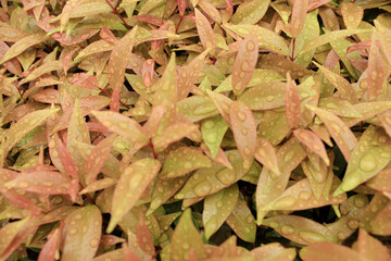 Tropical leaves with the raindrop background texture. Close-up