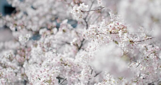 川にすだれるように咲き風に吹かれる満開の桜の花　花見・春・入学・入社・卒業・新生活のイメージ
