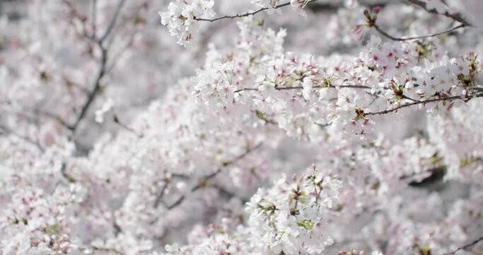 川にすだれるように咲き風に吹かれる満開の桜の花　花見・春・入学・入社・卒業・新生活のイメージ