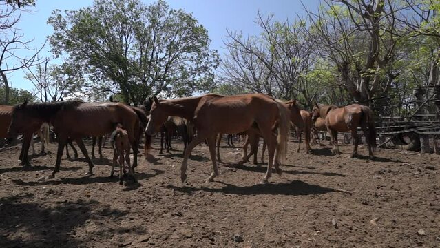 Horses from Indonesia who are in the stable