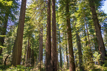 Towering Redwoods at Redwood National Park