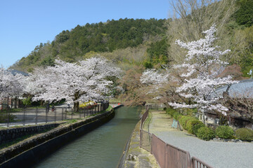Fototapeta premium 春の琵琶湖疏水 京都市山科区