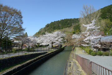 Fototapeta premium 春の琵琶湖疏水 京都市山科区