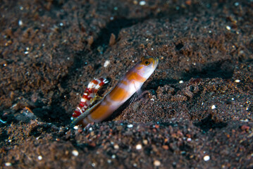 Goby and Shrimp