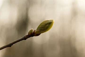 spring buds of willow