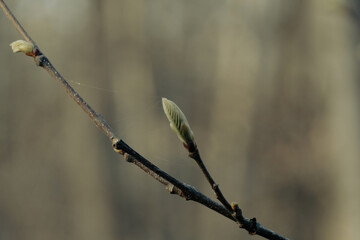 spring buds of willow
