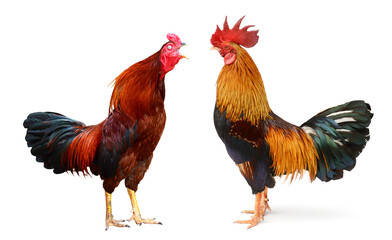 Two roosters