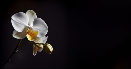 white orchid flower in dark background generative ai