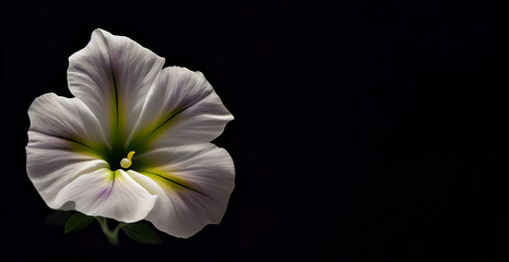 white petunia flower in dark background generative ai