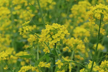 菜の花の黄色