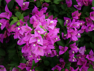 Close up of bright pink, magenta, Bougainvilleas Bouquet flowers blooming on tree, floral background