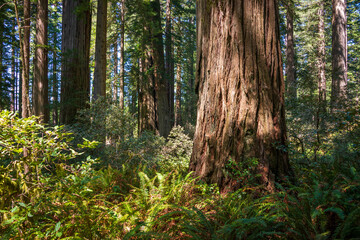 Fototapeta premium Towering Redwoods at Redwood National Park