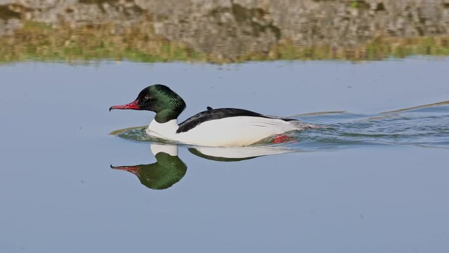 Common Merganser, Goosander, Mergus merganser swimming on the Kleinhesseloher Lake in the English Garden at Munich, Germany