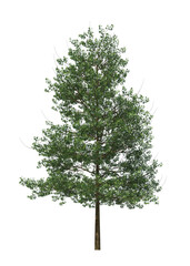 Quercus palustris, the pin, swamp Spanish oak, Pin Oak, light for daylight, easy to use, 3d render,...