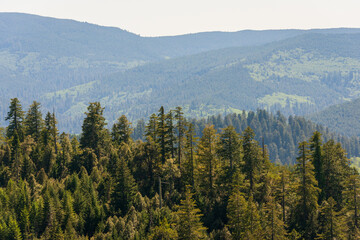 Forest Overlook at Redwood National Park