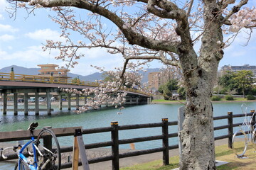 Fototapeta na wymiar 桜が咲く季節の瀬田の唐橋周辺の風景