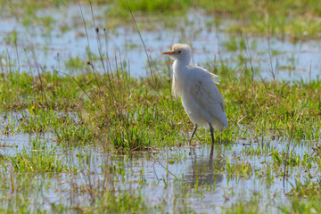 A Western Cattle Egret walking on a meadow
