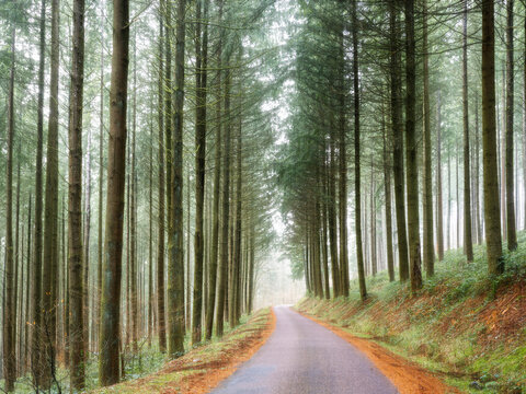 Route départementale sous une forêt de résineux de sapin dans le Morvan en Bourgogne
