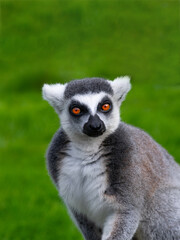 portrait of a lemur on a green background with expressive eyes