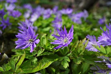 山野草のキクザキイチゲの花