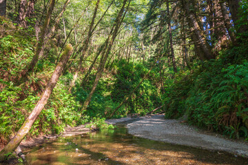 Fern Canyon at Redwood National Park