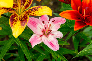 Various colorful lilies in the summer garden.