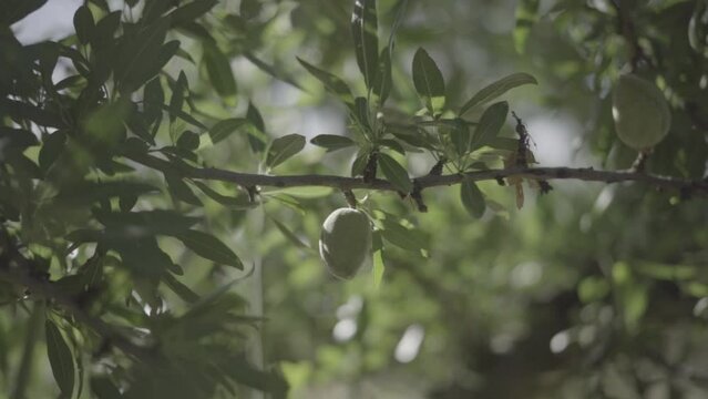 amandes sur branches d'amandiers slowmotion
