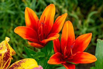 Red orange lilies in the summer garden