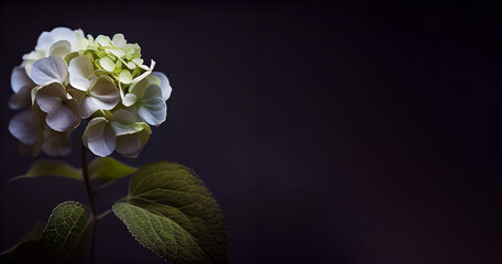hydrangea flower in black background generative ai