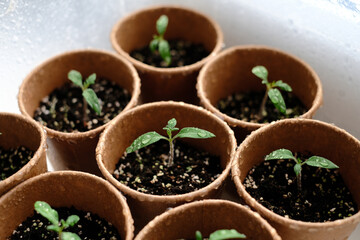 Young seedlings tomato with water drops in paper pots. Selective focus. Home greenhouse