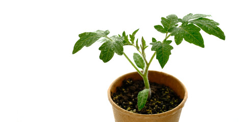 Young seedling tomato in paper pot on white background. Isolated