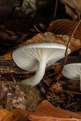 mushroom on the ground in foliage