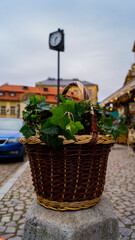 Fototapeta na wymiar flowers in a basket