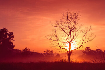 Fototapeta na wymiar silhouette alone dry tree at sunrise