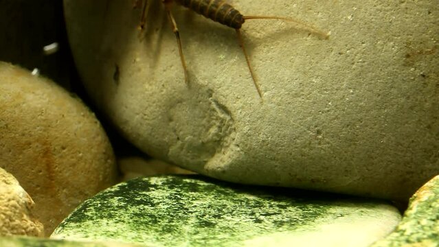 Stonefly nymph (Skwala sp.) crawling around on rocks in a trout stream