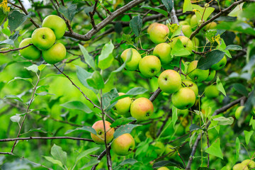 Green apples grow in the orchard