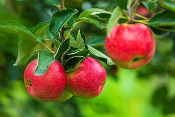 Red apples grow in the orchard